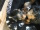 Yorkshire Terrier Puppies for sale in Haslett, MI 48840, USA. price: $1,100