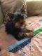 Yorkshire Terrier Puppies for sale in The Dalles, OR 97058, USA. price: $800