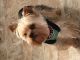Yorkshire Terrier Puppies for sale in Flint Twp, MI, USA. price: NA