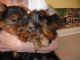 Yorkshire Terrier Puppies for sale in Midland, VA, USA. price: NA