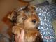 Yorkshire Terrier Puppies for sale in Midland, VA, USA. price: NA