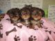 Yorkshire Terrier Puppies for sale in Elizabeth, CO 80107, USA. price: NA