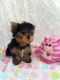 Yorkshire Terrier Puppies for sale in Harpers Ferry, IA 52146, USA. price: $500