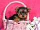 Yorkshire Terrier Puppies for sale in Mountain View, CA, USA. price: NA