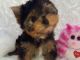 Yorkshire Terrier Puppies for sale in Tennis Ct, Brooklyn, NY 11226, USA. price: NA