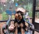 Yorkshire Terrier Puppies for sale in Pensacola Beach, FL, USA. price: $475