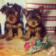 Yorkshire Terrier Puppies for sale in Barre, VT, USA. price: NA