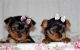 Yorkshire Terrier Puppies for sale in Pelham, TN, USA. price: NA