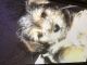 Yorkshire Terrier Puppies for sale in Merrillville, IN, USA. price: $850