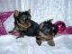 Yorkshire Terrier Puppies for sale in Spokane, WA, USA. price: $300