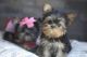 Yorkshire Terrier Puppies for sale in Bowie, MD, USA. price: NA
