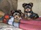 Yorkshire Terrier Puppies for sale in Norman, OK 73069, USA. price: $300