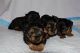 Yorkshire Terrier Puppies for sale in Oklahoma City, OK 73129, USA. price: NA
