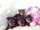 Yorkshire Terrier Puppies for sale in Streetsboro, OH, USA. price: NA