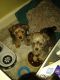 Yorkshire Terrier Puppies for sale in MD-355, Bethesda, MD, USA. price: NA