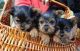 Yorkshire Terrier Puppies for sale in Waycross, GA, USA. price: NA