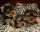 Yorkshire Terrier Puppies for sale in Lake Geneva, WI 53147, USA. price: $300