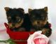 Yorkshire Terrier Puppies for sale in Scottsdale, AZ, USA. price: NA