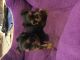 Yorkshire Terrier Puppies for sale in Plainfield, IN, USA. price: NA
