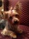 Yorkshire Terrier Puppies for sale in Clarksville, TN, USA. price: $550