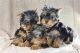 Yorkshire Terrier Puppies for sale in Ogden, UT, USA. price: $300