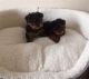 Yorkshire Terrier Puppies for sale in Sioux Falls, SD, USA. price: $300