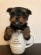 Yorkshire Terrier Puppies for sale in Venice, FL, USA. price: NA