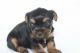 Yorkshire Terrier Puppies for sale in Valparaiso, IN 46385, USA. price: NA