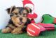 Yorkshire Terrier Puppies for sale in Austin St, Corpus Christi, TX, USA. price: NA
