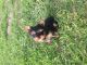 Yorkshire Terrier Puppies for sale in Copperas Cove, TX, USA. price: NA