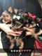 Yorkshire Terrier Puppies for sale in Mountain View, CA, USA. price: NA
