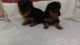 Yorkshire Terrier Puppies for sale in SC-14, Fountain Inn, SC 29644, USA. price: $500