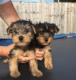 Yorkshire Terrier Puppies for sale in Lake Trail Dr, Kenner, LA 70065, USA. price: NA