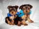Yorkshire Terrier Puppies for sale in Oakland, CA, USA. price: NA