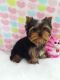 Yorkshire Terrier Puppies for sale in Wisconsin Dells, WI, USA. price: NA