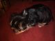 Yorkshire Terrier Puppies for sale in Madison Heights, MI 48071, USA. price: NA