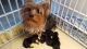 Yorkshire Terrier Puppies for sale in Belton, TX, USA. price: NA