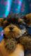 Yorkshire Terrier Puppies for sale in 30303 Fowler Cir, Warrenville, IL 60555, USA. price: NA