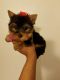 Yorkshire Terrier Puppies for sale in Montgomery, AL 36117, USA. price: NA