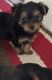 Yorkshire Terrier Puppies for sale in Billings Dr, Normal, IL 61761, USA. price: NA