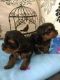 Yorkshire Terrier Puppies for sale in Rue Ontario E, Montréal, QC, Canada. price: NA