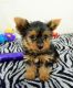 Yorkshire Terrier Puppies for sale in Austin Hwy, San Antonio, TX, USA. price: NA