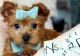 Yorkshire Terrier Puppies for sale in Sacramento, CA 94297, USA. price: NA