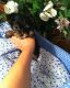 Yorkshire Terrier Puppies for sale in Arkansas County, AR, USA. price: NA