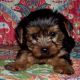 Yorkshire Terrier Puppies for sale in St Paul, MN, USA. price: NA