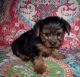Yorkshire Terrier Puppies for sale in Providence, RI, USA. price: NA