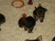 Yorkshire Terrier Puppies for sale in Milwaukee, WI 53201, USA. price: $300