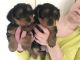 Yorkshire Terrier Puppies for sale in 58503 Rd 225, North Fork, CA 93643, USA. price: $600