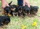 Yorkshire Terrier Puppies for sale in Bolingbrook, IL, USA. price: NA