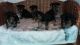 Yorkshire Terrier Puppies for sale in Arkansas County, AR, USA. price: NA